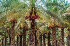 نرخ خرید توافقی خرمای استعمران در خوزستان اعلام شد