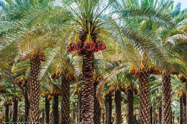 نرخ خرید توافقی خرمای استعمران در خوزستان اعلام شد