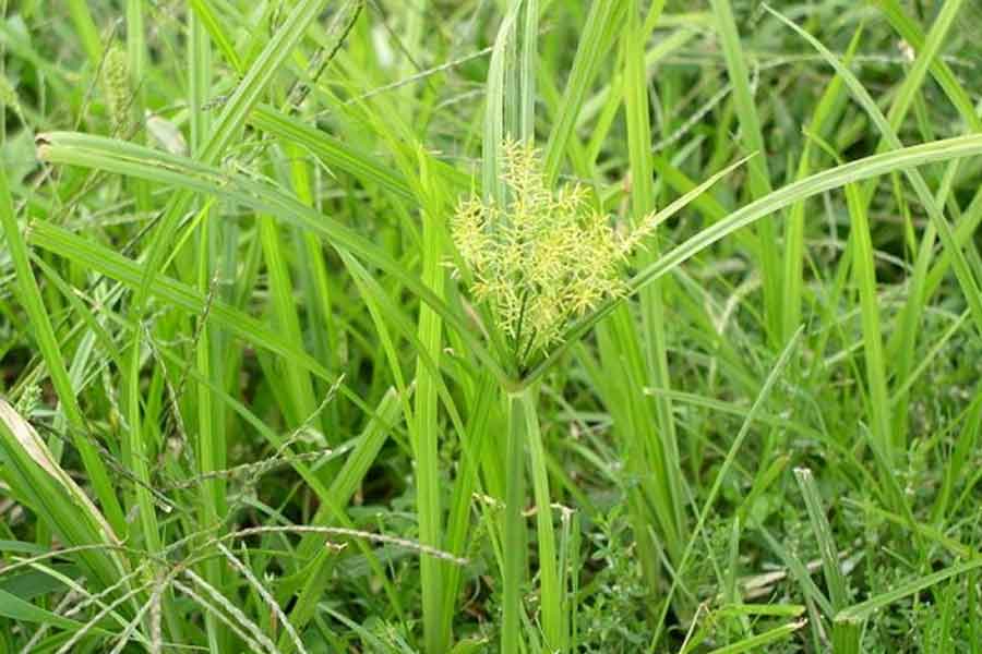 خسارت ۲۵ درصدی علف‌های هرز به مزارع ذرت استان