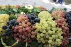جشنواره انگور در روستای گردشگری درسجین ابهر گشایش یافت