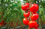 قیمت گوجه فرنگی تا پایان آبان کاهش می یابد
