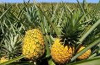 برای نخستین بار در خوزستان آناناس در زیر سایبان کشت شد