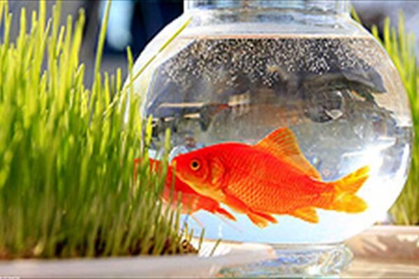 چند توصیه برای تهیه، نگهداری و رهاسازی ماهی قرمز نوروز