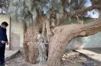 ثبت درختان کهنسال سیستان و بلوچستان در فهرست میراث ملی طبیعی کشور