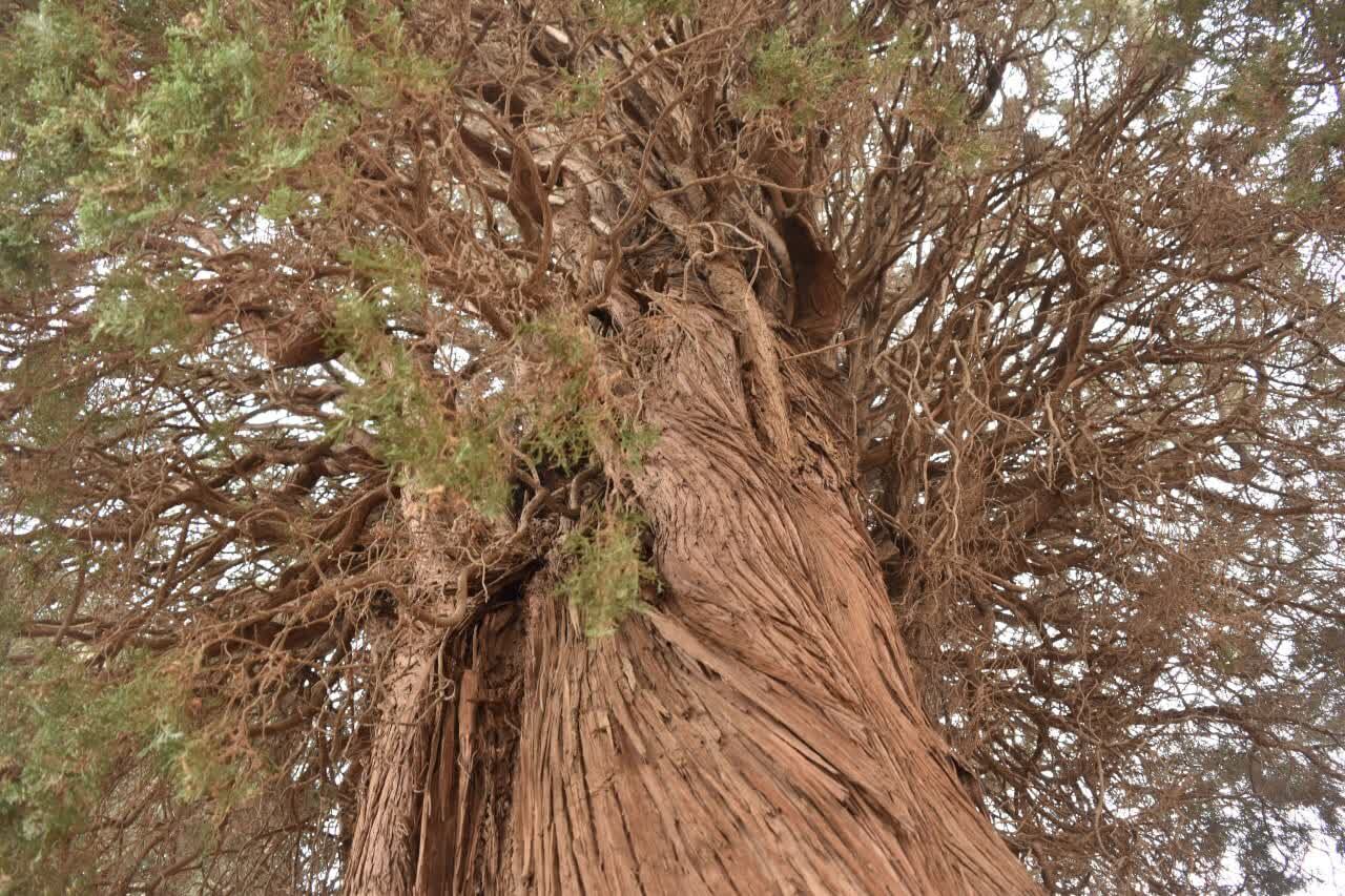 سرو کهن‌سال شاهدیه یزد ثبت ملی شد