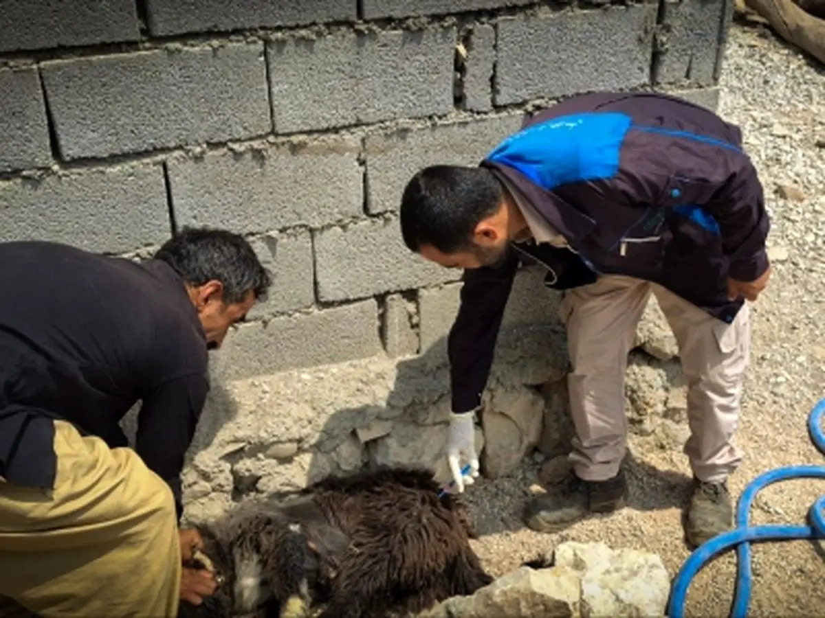 سگ‌های گله در اندیکا واکسینه شدند