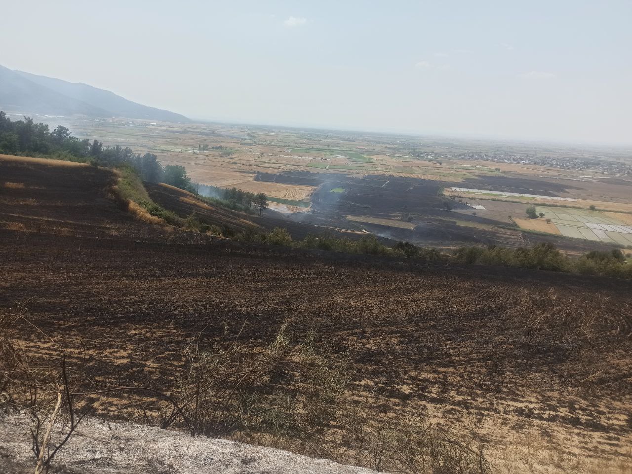 حدود ۲۵ هکتار گندم و یک هکتار کف سوزی در جنگل خای آزادشهر طعمه حریق شد