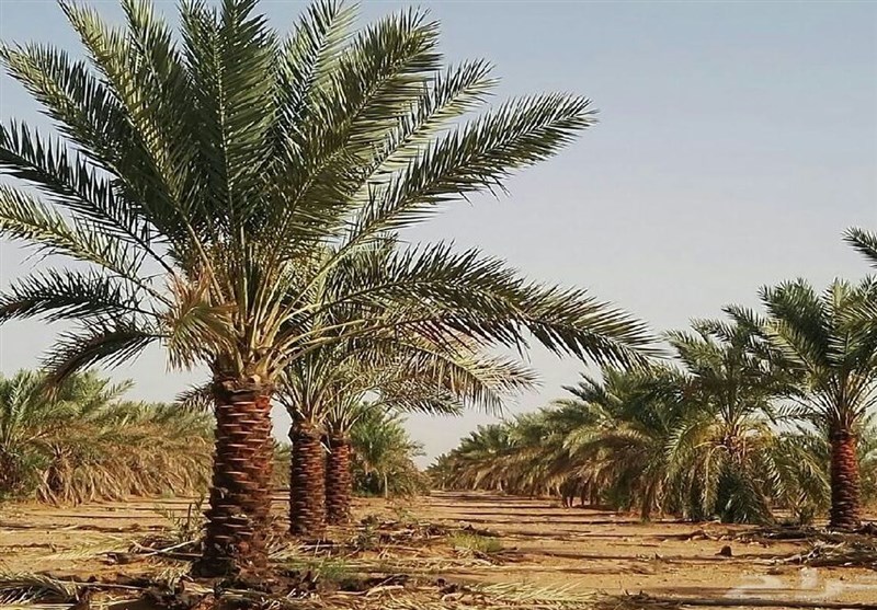 بررسی ابعاد بحران چند وجهی در نخلستان‌های آبادان/ آبادان با کاهش چشمگیر نخل‌ها و تهدید معیشت نخل‌داران مواجه است
