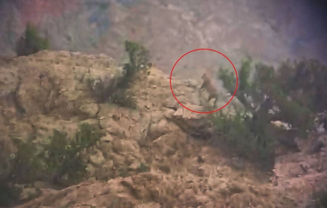 مشاهده ۲ قلاده پلنگ در فیروزکوه