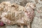 حمله خرس به گوسفندان در رودان هرمزگان؛ خشکسالی و کمبود غذا علت حادثه است