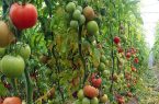 وزارت جهاد کشاورزی برای تامین مالی گلخانه‌داران برنامه‌های ویژه‌ای تدارک دیده است