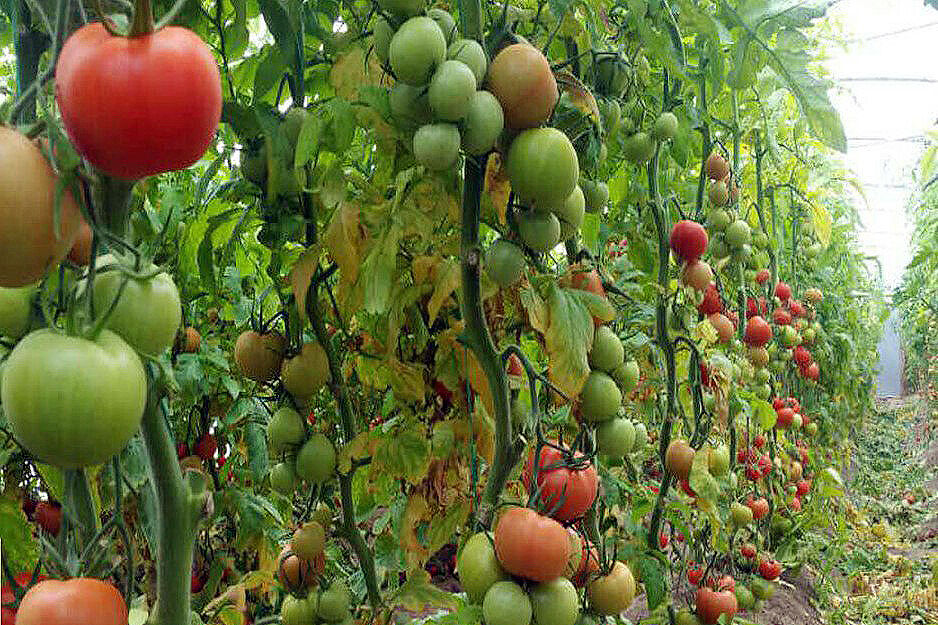 وزارت جهاد کشاورزی برای تامین مالی گلخانهداران برنامههای ویژهای تدارک دیده است