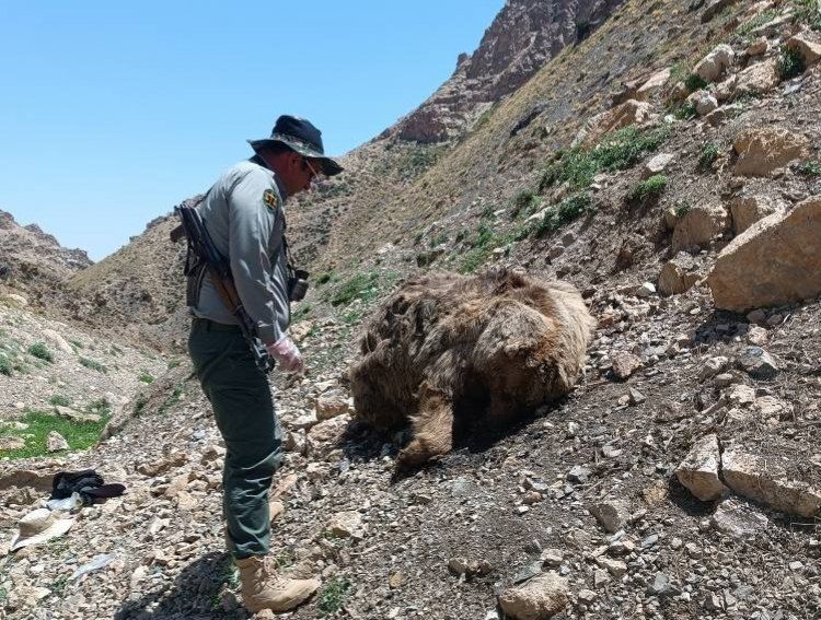 ۲ قلاده خرس قهوهای بر اثر اصابت گلوله در آمل تلف شدند