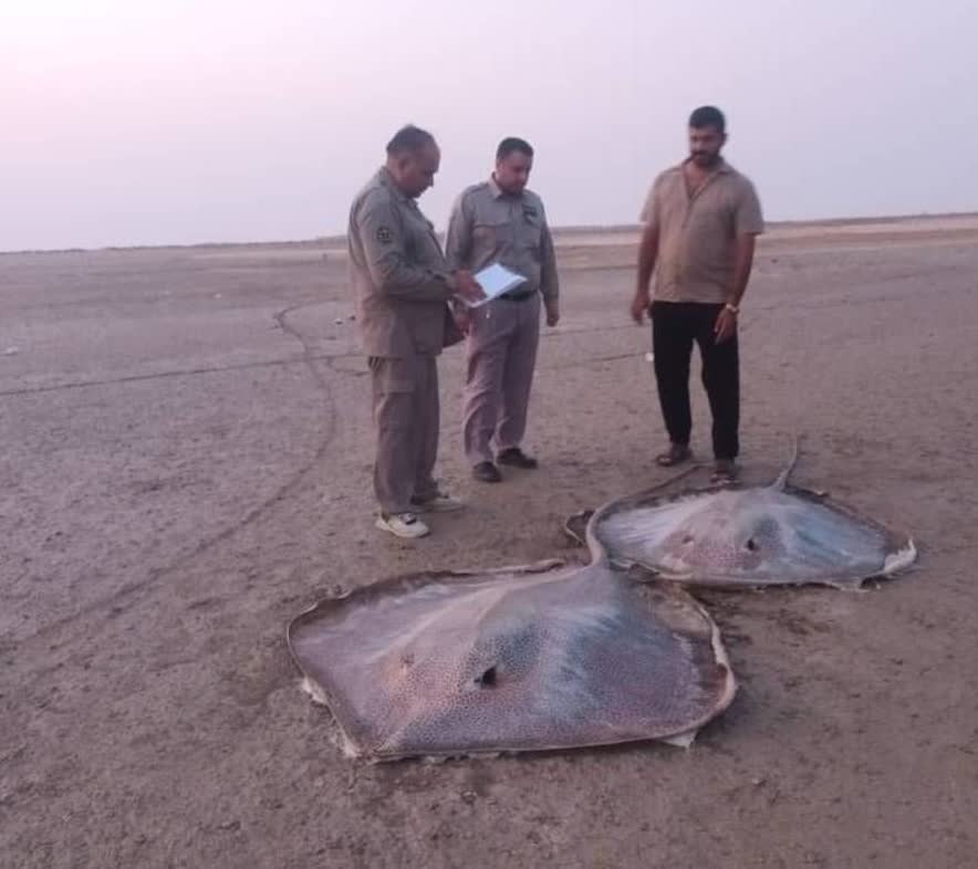 مرگ دو سفره‌ماهی بزرگ در سواحل هندیجان