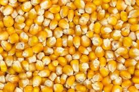 ثبت سفارش ذرت دامی فردا آغاز می‌شود