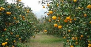 صادرات مرکبات و سیب درختی به چین و فلیپین برای نخستین بار