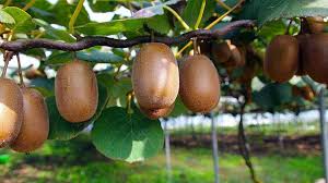 صادرات کیوی از ۷ مهرماه آغاز می شود