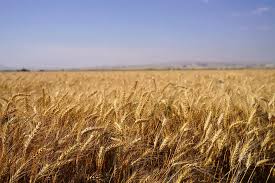 قیمت خرید تضمینی گندم بین ۲۷۵۰۰ تا ۲۹۵۰۰ تعیین شد