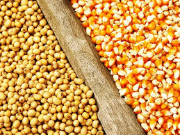 مهلت ۳ روزه بازرگانان برای ابطال ثبتسفارشهای راکد نهادههای دامی