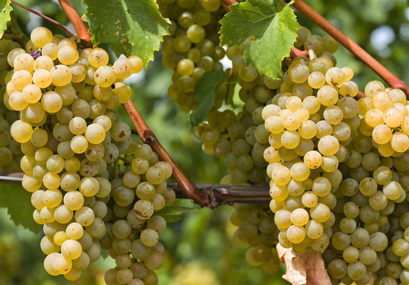 معاون وزیر: ملایر پایلوت اجرای طرح توسعه انگور کشور شد