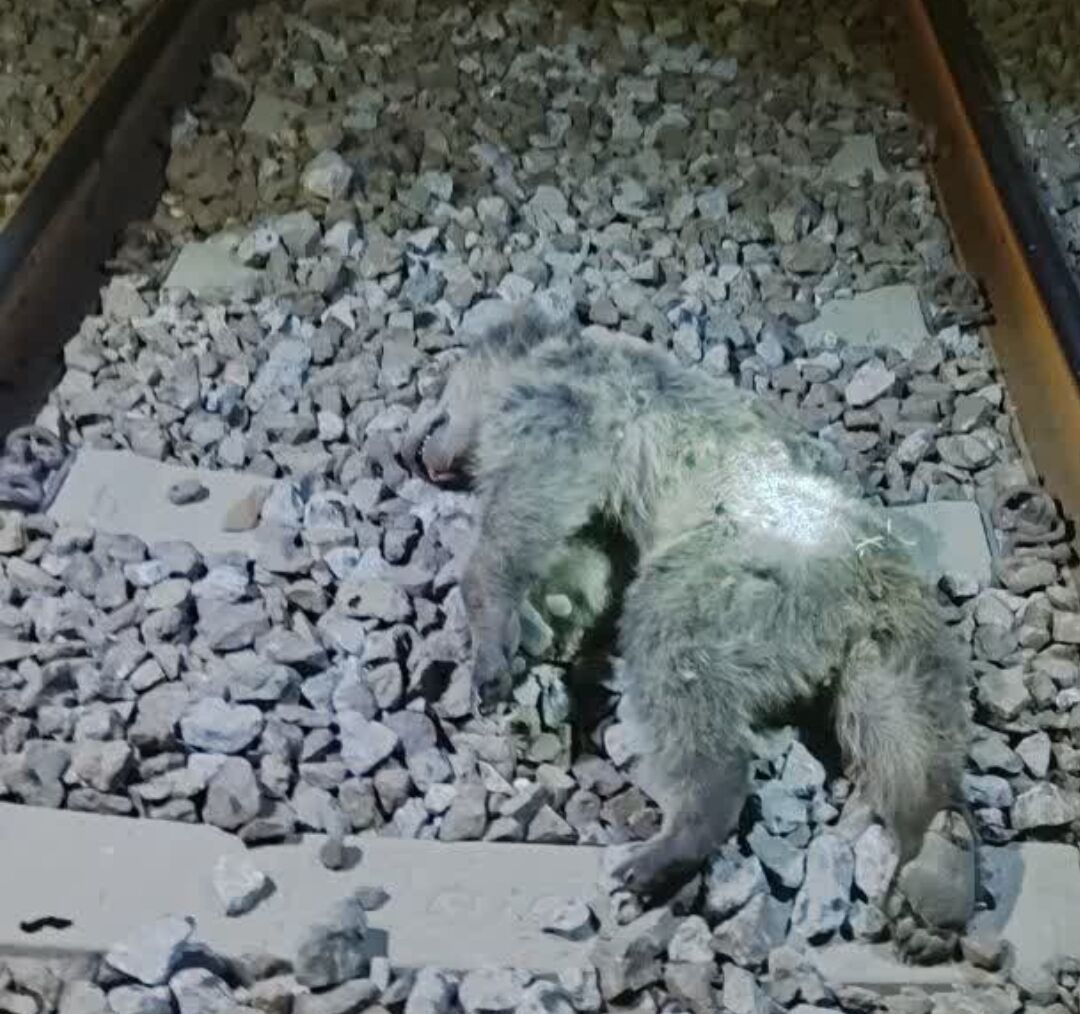 یک قلاده خرس در مازندران به‌دلیل برخورد با قطار تلف شد