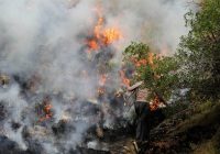 بخش زیادی از عرصه های جنگلی چالوس از خطر نابودی نجات یافت