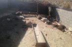 حمله گرگ به گله گوسفند در روستای گوشه لردگان