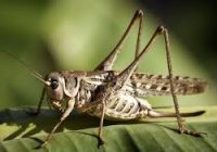 احتمال حمله ملخ صحرایی به استان‌های جنوبی/ آمادگی‌ لازم وجود دارد
