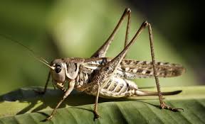 احتمال حمله ملخ صحرایی به استانهای جنوبی/ آمادگی لازم وجود دارد احتمال حمله ملخ صحرایی به استانهای جنوبی/ آمادگی لازم وجود دارد