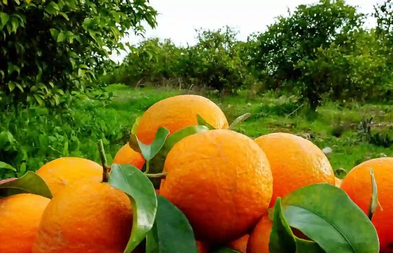 ۱۰۰ هزار تن مرکبات در گیلان برداشت شد