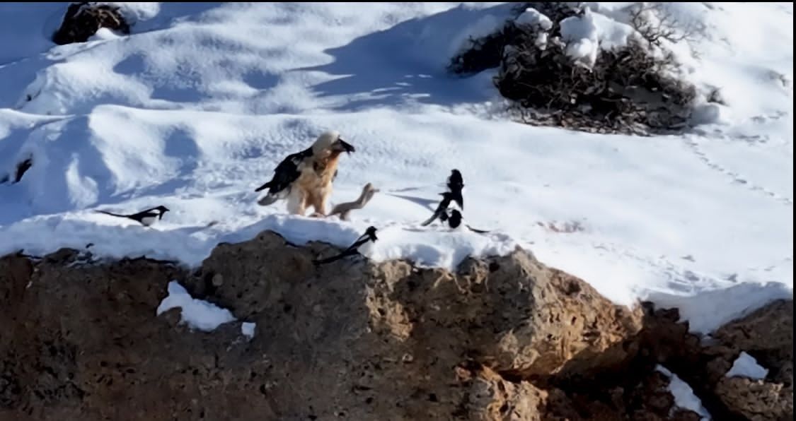 پرنده همای سعادت در منطقه حفاظت‌شده قیصری چهارمحال‌ و بختیاری مشاهده شد