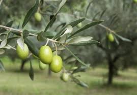 برداشت ۸۵ درصدی محصول زیتون از باغ‌های جنوب گیلان