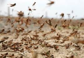 طرح اضطراری مقابله با ملخ صحرایی آماده شد