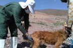 اقدام فوری مرکز بهداشت غرب اهواز در پی مشاهده موارد مشکوک به هاری در دام‌های عشایری