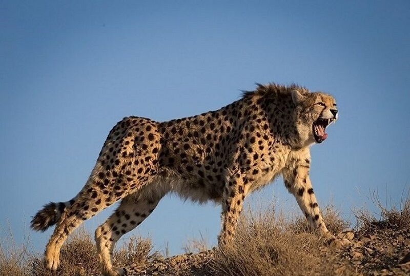 مشاهده یک قلاده یوزپلنگ آسیایی در میاندشت خراسان شمالی