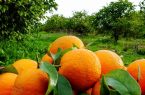 ۱۳۰ هزار تن مرکبات از باغ های گیلان برداشت شد