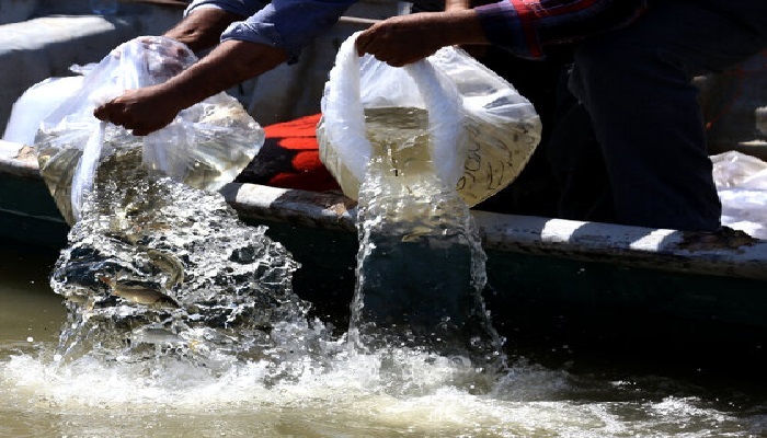 رهاسازی ۶.۵ میلیون قطعه بچه ماهی در خوزستان