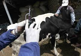 مصرف ۸.۶ میلیون دُز واکسن جدید وارداتی برای مهار بیماری تب برفکی