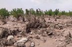 خسارت ۶۶۰۰ میلیارد ریالی سیل و تگرگ به کشاورزی سمنان