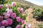 برداشت نوبرانه گل محمدی کشور از اراضی شهرستان طارم