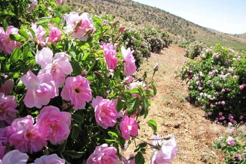 برداشت نوبرانه گل محمدی کشور از اراضی شهرستان طارم