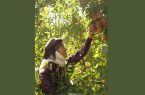 پخش سریال «مادران» جمعه شب‌ها از شبکه یک سیما