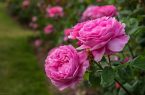 آغاز برداشت گل محمدی در نواحی مرزی گنبدکاووس