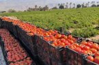 یک میلیون تن محصولات سبزی، صیفی و جالیزی در بوشهر تولید شد