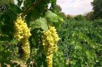 هشدار قرمز سفیدک برای تاکستان های ملایر بدنبال افزایش دما و رطوبت