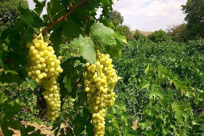 هشدار قرمز سفیدک برای تاکستان های ملایر بدنبال افزایش دما و رطوبت