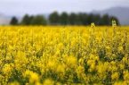 آغاز خرید کلزا توسط شبکه تعاونی‌های روستایی در استان کرمانشاه