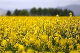 آغاز خرید کلزا توسط شبکه تعاونی‌های روستایی در استان کرمانشاه