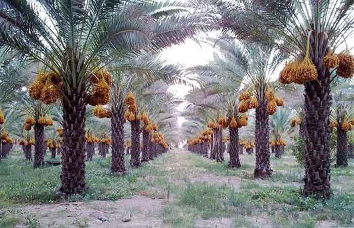 تسهیل مسیر تولید در قلب نخلستان‌های رودان؛ آغاز احداث ۱۸۰۰ متر جاده بین‌مزارع