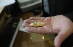 طلا در بازار تهران در کانال ۱۶ میلیون تومان تثبیت شد